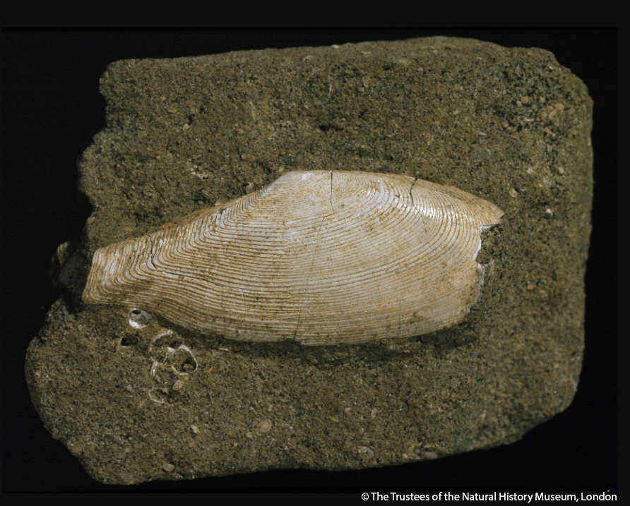 Science at the Natural History Museum (@nhm_science) on Twitter photo Sorry #Arthropods, new research shows Molluscs could have been the first animals on land.
<a href="/ZekunWang3/">Zekun Wang</a>, <a href="/VirtualPalaeo/">Imran Rahman</a> and team analysed 500 million year old fossils that suggest these pioneers were exposed to air for over 15 minutes.
#FossilFriday
doi.org/10.1098/rspb.2… Sorry #Arthropods, new research shows Molluscs could have been the first animals on land.
<a href="/ZekunWang3/">Zekun Wang</a>, <a href="/VirtualPalaeo/">Imran Rahman</a> and team analysed 500 million year old fossils that suggest these pioneers were exposed to air for over 15 minutes.
#FossilFriday
doi.org/10.1098/rspb.2…