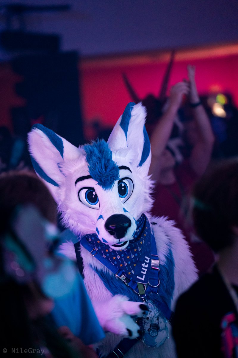 Lutu 💙💛 (@lutufox) on Twitter photo Friday night, party night! 🎉
#FursuitFriday #EF28
📷: <a href="/NileGrayTheDerg/">NileGray EF29</a> Friday night, party night! 🎉
#FursuitFriday #EF28
📷: <a href="/NileGrayTheDerg/">NileGray EF29</a>