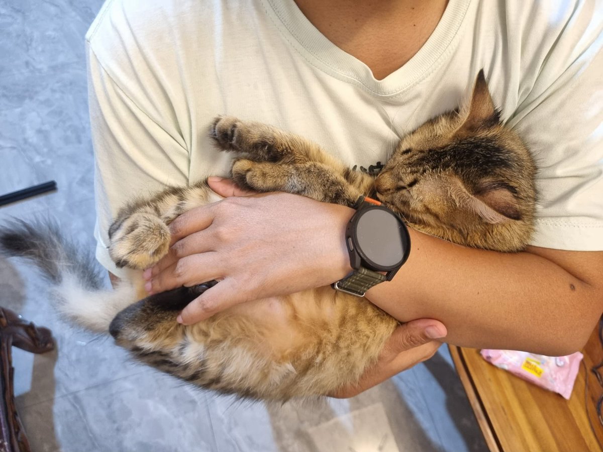 issmaway's tweet photo. Anak bungsu. 2 bulan di rumah, tau2 udah birahi aja. Tiap saat minta dielus elus. https://t.co/dUexEfbhTJ