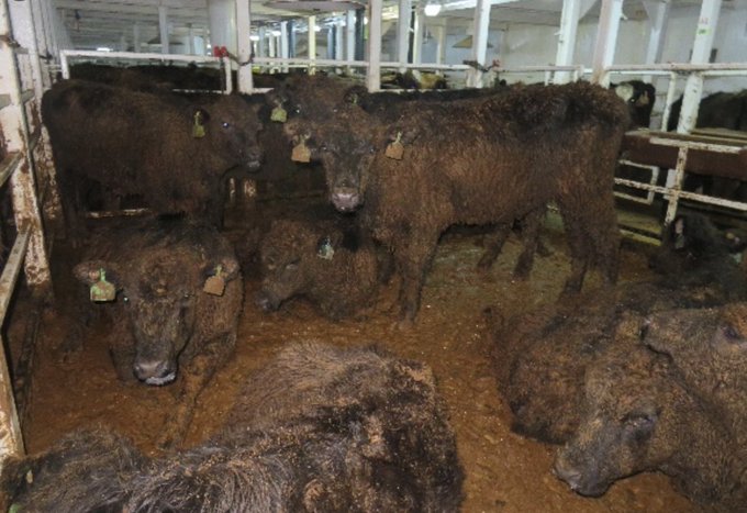 I cannot believe this FUCKING Govt. signed off on LIVE EXPORTS today!
Greedy f*cking FARMERS, cos a Govt would NOT do this without lobbying from farmers via, no doubt, Federated Farmers so don't y'all come at me about the poor farmers - these animals don't feed YOU, they SUFFER!!