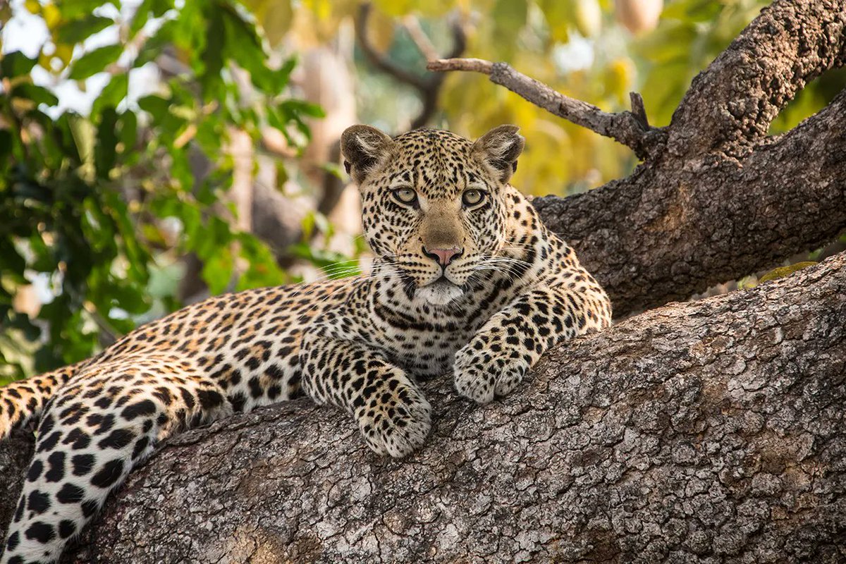 Hidden_Africa's tweet image. Our latest blog post is out (it's our safari blah-G )🐒🌴If you're in the planning stage it will help guide you on the best time for a South Africa safari. Check it out: bit.ly/48Zjc9l #HiddenAfrica
