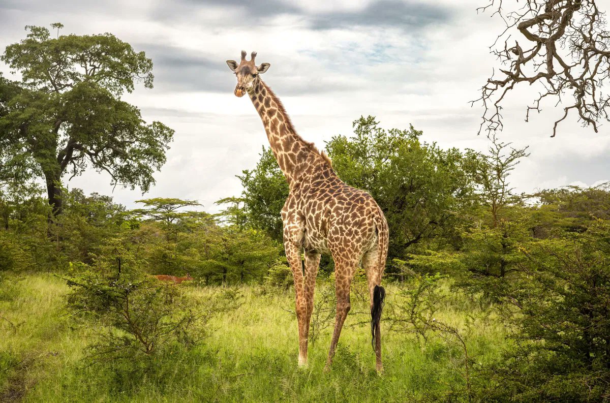 Pitt0r's tweet photo. Thank giraffe it’s Friday! #TGIF https://t.co/fHC5WRgNEi