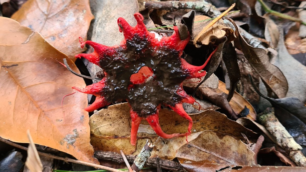 IsaVerbist's tweet photo. Devil's finger for #fungifriday ❤️🖤
#devilsfinger #clathrusarcheri 
#mushroomoftheday #fungi
#fridayfungi #mushroomfriday #mushroomoftheday #fungi #mushroomx #fungus #channel169 #TwitterNatureCommunity  #NaturePhotography #fungiphotography #mycology #mushrooms #paddospam https://t.co/FKVdZBTViJ