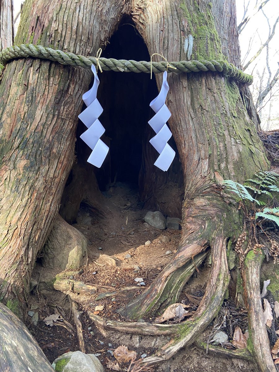 戸隠神社の木々たち

#戸隠神社
#並木道
#参道
#樹木
#神様
#根っこ