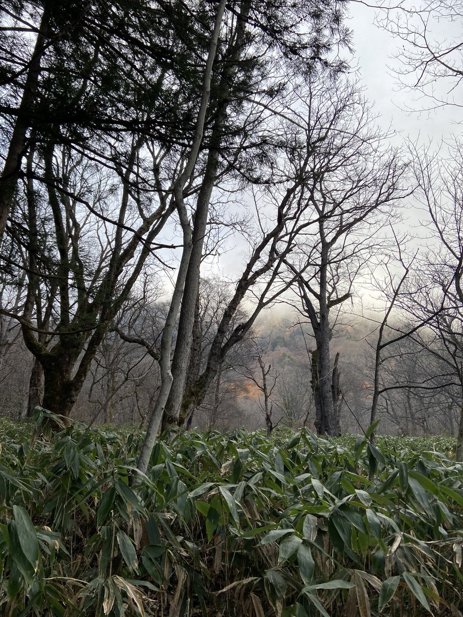 #戸隠神社
#自然
#空気
#澄んでいる
#霧
#木々
#門