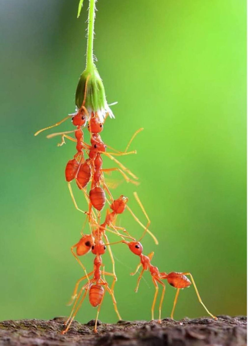 PreciousK_Laura's tweet image. BEAUTY OF TEAMWORK
Teamwork is the 🗝️🔐 to success , let&apos;s be mutuals 🙏🏿
#IFB
 #TeamworkMakesDreamWork