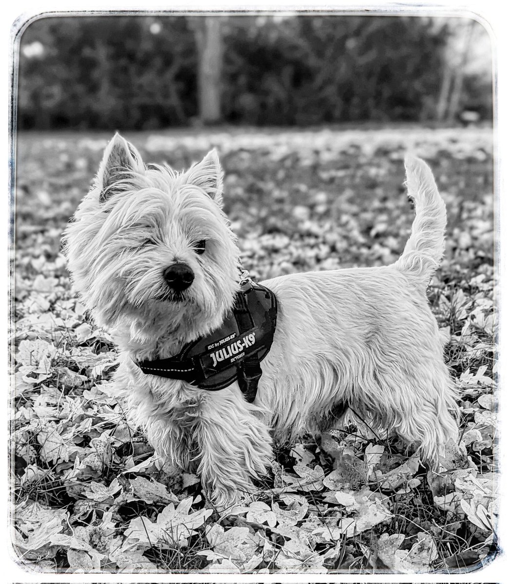 #Autumn walks 
The perfect pose 🐶
Freddie is a rescue Westie 
He's 8, loves being outside 
Also loves warmth &amp; snuggles 
His face &amp; tail, very expressive 
I try to keep him fit &amp; healthy 
Warm &amp; happy 
A feeling of safety 
#Gentleness 🩵
#Ready4Freddie 💚🐶
#KeepGoing x⛅