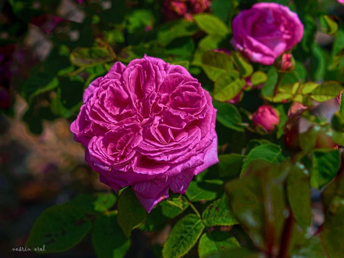 nbherol's tweet image. #FridayFreeForAll #FlowersOnFriday