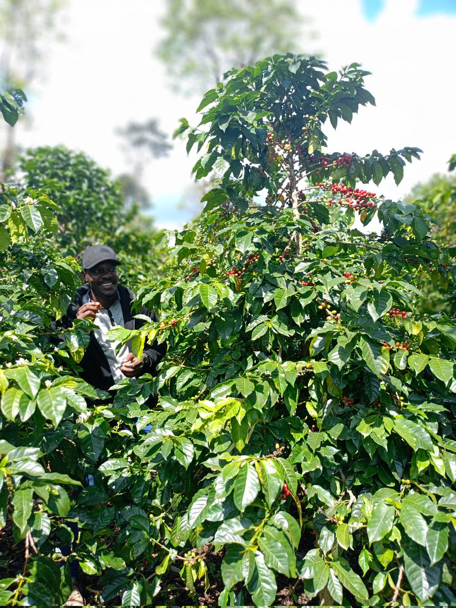 We are also in coffee value chain, focusing on sustainable coffee production in the face of climate change