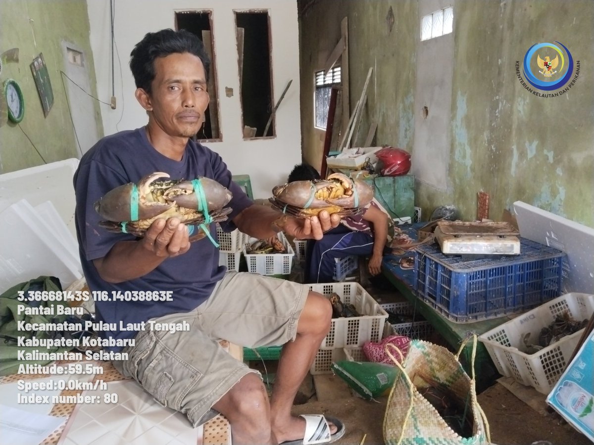 arhas_hakim's tweet photo. Jum'at, 22/11/24, Arif Hakim Saadi, Luhkan Kotabaru, melaporkan hasil tangkapan Kepiting Bakau dengan Bubu kepiting, oleh pelaku utama an. Tahe desa Mekarpura dgn hasil tangkapan sbnyk 6,5 kg, harga Rp. 75.000/kg. #GiatluhkansatminkalBWI #kotabaru #luhlapor https://t.co/xa1WYd1r1A
