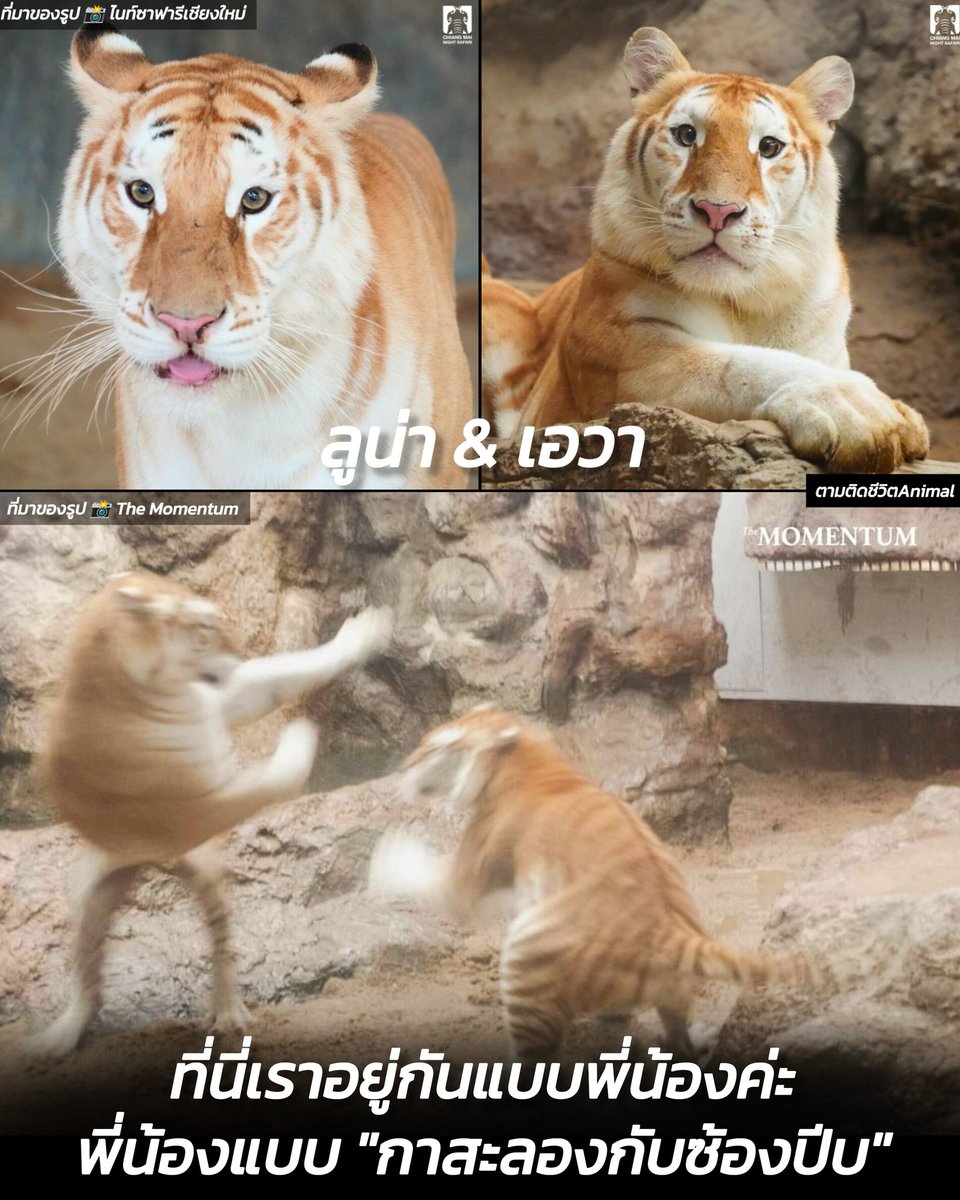 ตามติดชีวิตAnimal tweet media