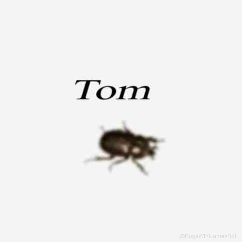 🪲 Tom