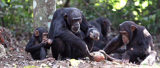 University of Zurich (@uzh_en) on Twitter photo A new, multidisciplinary study led by the University of Zurich suggests that some of chimpanzees' most advanced behaviors may have been passed down and refined through generations:
news.uzh.ch/en/articles/me… <a href="/UZH_Science/">UZH Science</a> A new, multidisciplinary study led by the University of Zurich suggests that some of chimpanzees' most advanced behaviors may have been passed down and refined through generations:
news.uzh.ch/en/articles/me… <a href="/UZH_Science/">UZH Science</a>