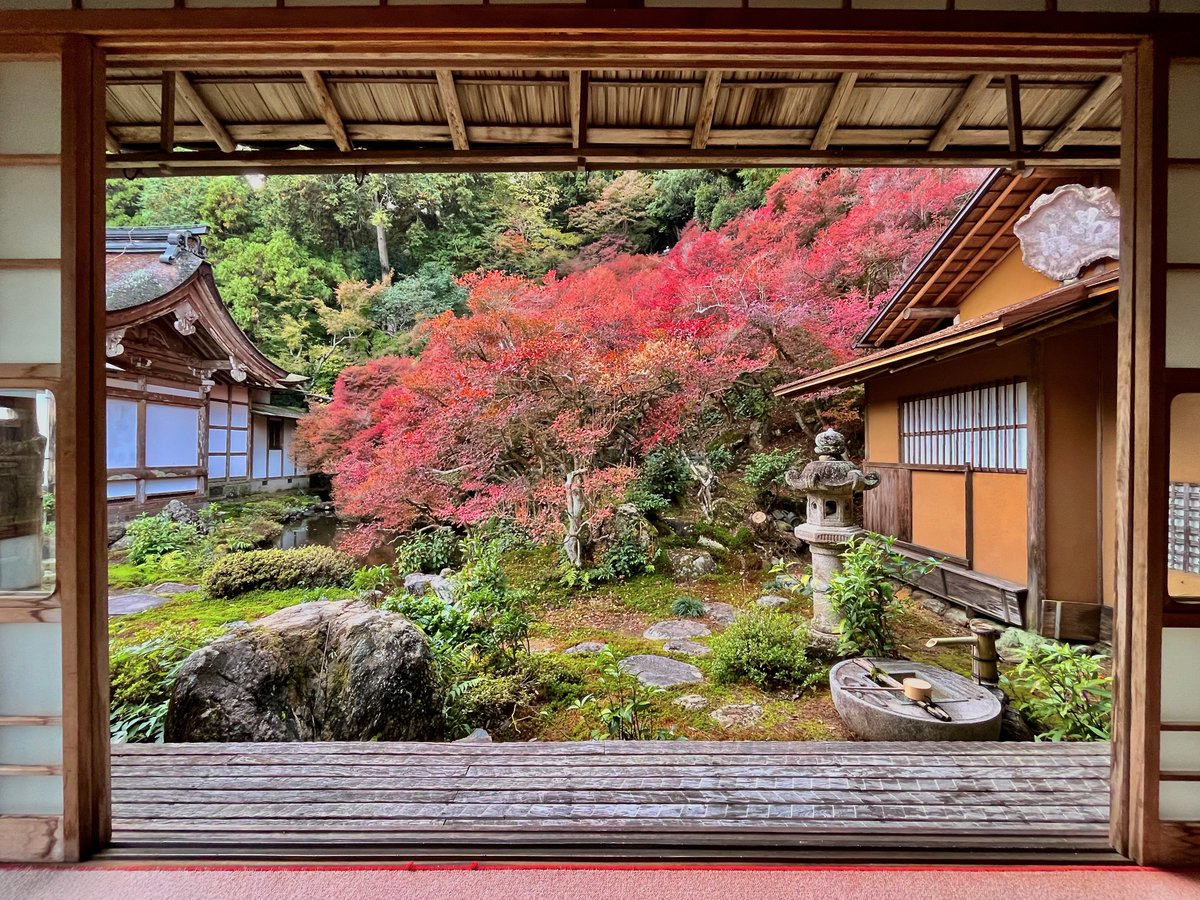 📸東光寺庭園
(岐阜県山県市／山県市指定名勝)

京都の大本山で活躍した高僧を輩出した“岐阜の苔寺”、近年は若い力で“人の行き交うお寺”へ——！市指定文化財の境内にはドウダンツツジの紅葉が美しい庭園も🍁

11/28(日)まで根株アーティスト・轟和歩を迎えた“未来に繋げる日本の美EXHIBITION”も開催中。