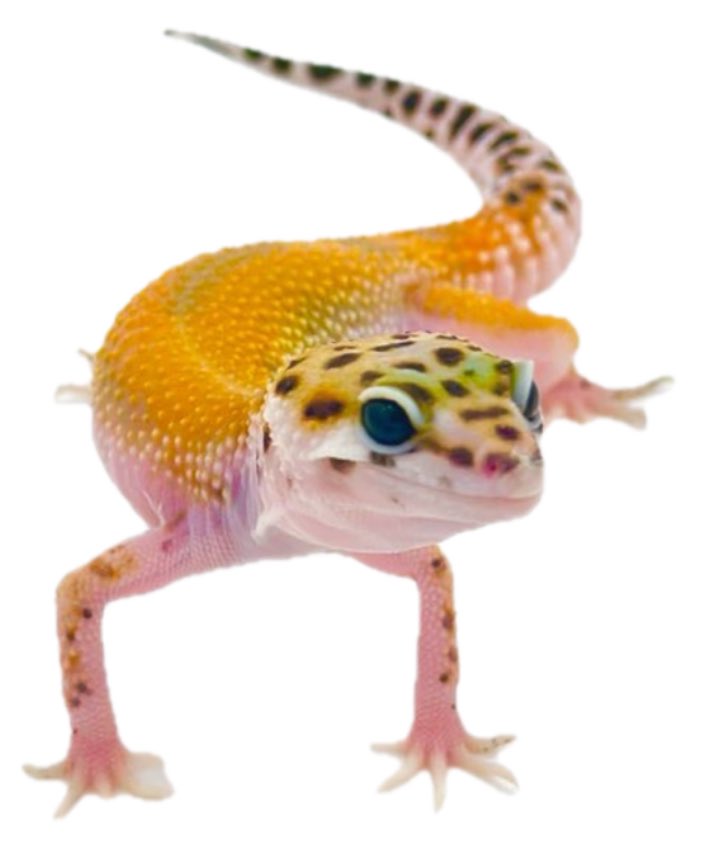 年内ラストEvent 𓆈

2024年最後のイベントは、明日11/23のレオパフェスで締めくくります✮*｡ﾟ

【38番】ブースにてお待ちしております！
サイファーやオレンジ🍊のタンジェリンを揃えてますので、ぜひお立ち寄りください✨

#レオパフェス