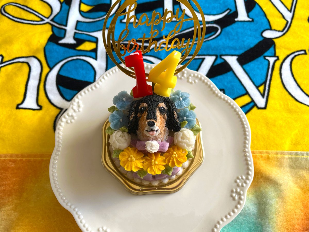 esola_boc's tweet image. 愛犬ミスト🐶が14回目の爆誕日を迎えました～🐾🎂🎉かわよいケーキが光速で消え申したꉂꉂ🤣

リバイバルツアーの年にオービタルピリオドの半分とは運命みを感じる💫🥹←
いつもありがとう〜🫶✨
🎶
君を見つけて 見つけてもらった僕は
僕でよかった
#Smallworld