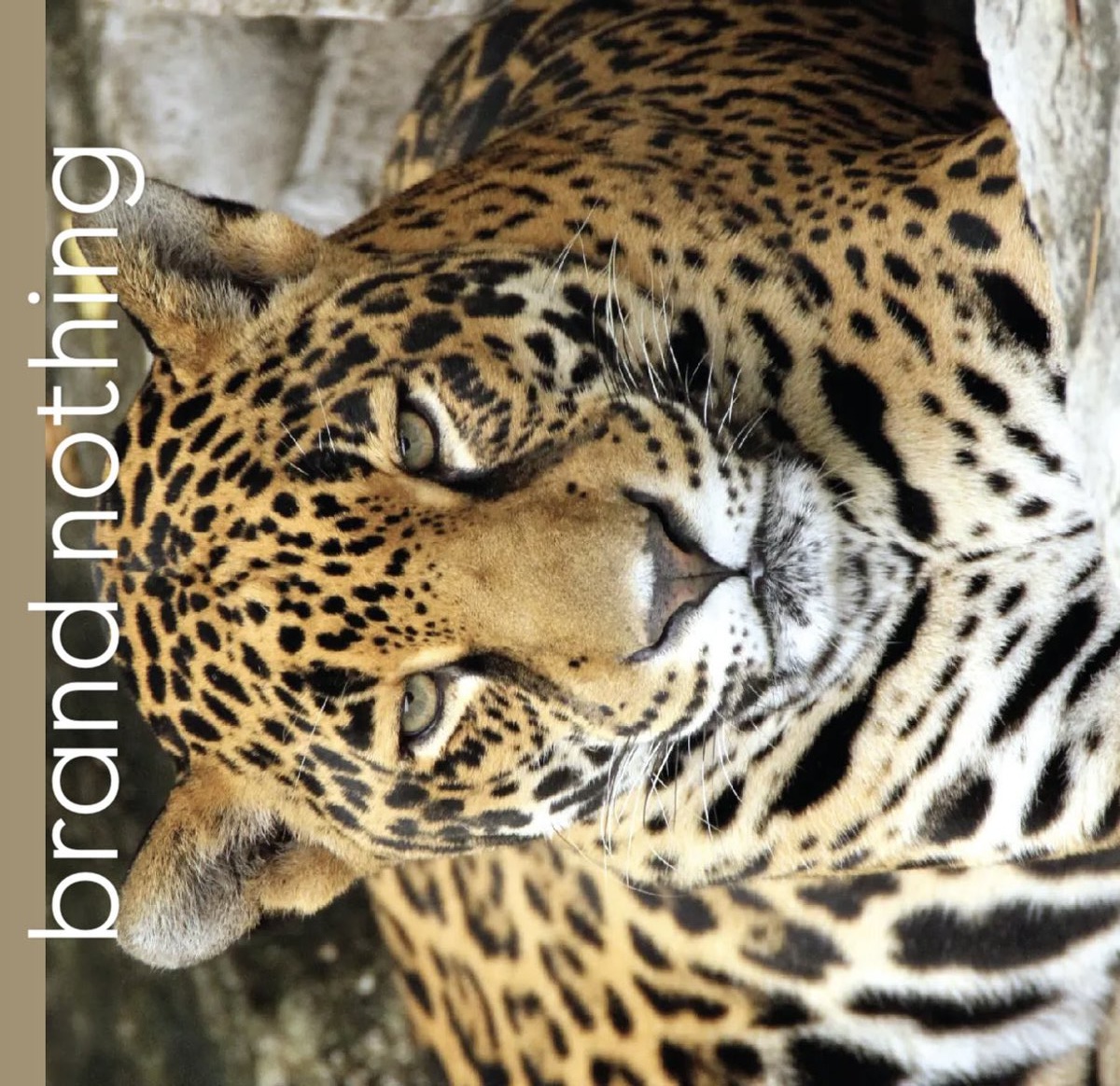 Holly Hopkins tweet media