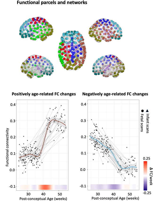PLOSBiology's tweet photo. How do the functional networks in the #brain change at the beginning of human life? Longitudinal perinatal #fMRI study of 140 babies by @LLanxin @moriahphd &co reveals regionally specific changes in #NeuralConnectivity at the birth transition #PLOSBiology https://t.co/hZCqCoGMzN https://t.co/GjO3GPuYT1