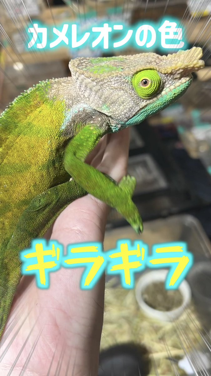 fuji_piko1215's tweet image. 【YouTube更新🖖】
カメレオンの色、ギラギラ！
youtube.com/shorts/Zy3K8ad… 

このオショネシーちゃん綺麗すぎる！