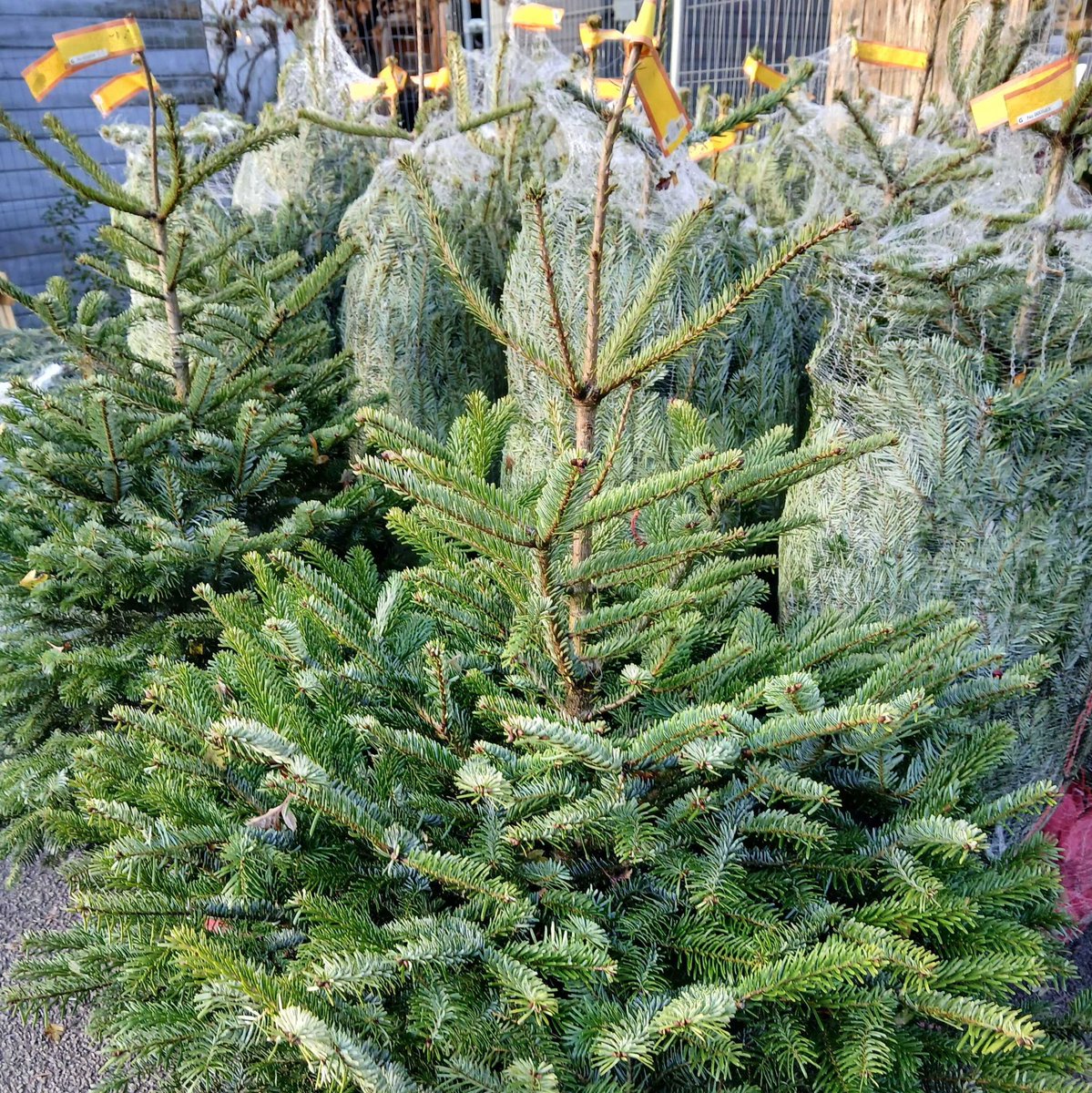 Hulme Community Garden Centre (@hulmecgardenc) on Twitter photo We've got George from @RSPB Greater Manchester at the garden centre today til 3pm if you fancy a chat about birds. Also our Christmas trees arrived yesterday! Come and get yourself something tasty from <a href="/Cafe/">CafeGirl ☕</a> Sorrel and have a browse around our winter wonderland! We've got George from @RSPB Greater Manchester at the garden centre today til 3pm if you fancy a chat about birds. Also our Christmas trees arrived yesterday! Come and get yourself something tasty from <a href="/Cafe/">CafeGirl ☕</a> Sorrel and have a browse around our winter wonderland!