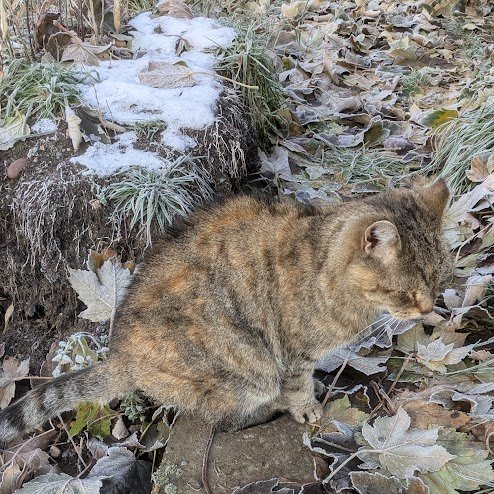 Robert Allotment cat,now helped by Janet & Amanda tweet media