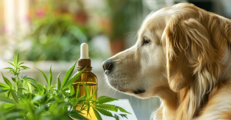 high_siam's tweet photo. CBD for Pets ประโยชน์และข้อควรระวังก่อนใช้กับสัตว์เลี้ยง
#กัญชา #กัญชาเสรี #เว็บไซต์กัญชา #การตลาดกัญชา #SEOกัญชา #CBD #THC #CUD #420Life #LegalizeIt #Hemp #Cannabis #CBDforPets #PetWellness #PetHealth #CBDBenefits #PetCare #NaturalPetCare #PetSafety #PetOwners #HolisticPetCare