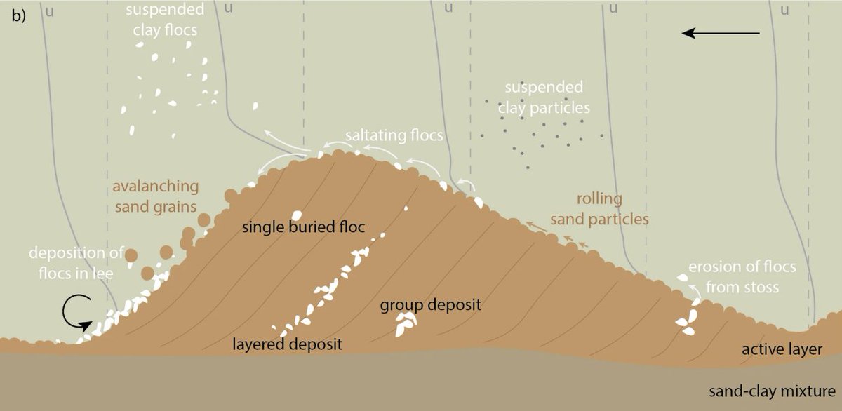 🚨🚨🚨Paper alert! 🚨🚨🚨
Our new research reveals that migrating dunes capture clay flocs, with far-reaching implications for contaminant spreading, aquatic ecology, sedimentology, and clay transport. #FlumeFriday Read all about it in our new #paper:   nature.com/articles/s4324…