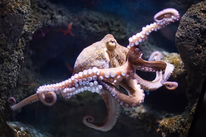 [ENVIRONNEMENT] Voici l'espèce qui dominerait le monde si l'humanité disparaissait, les scientifiques sont formels demotivateur.fr/environnement/… #environnement #nature #pieuvre #adaptation