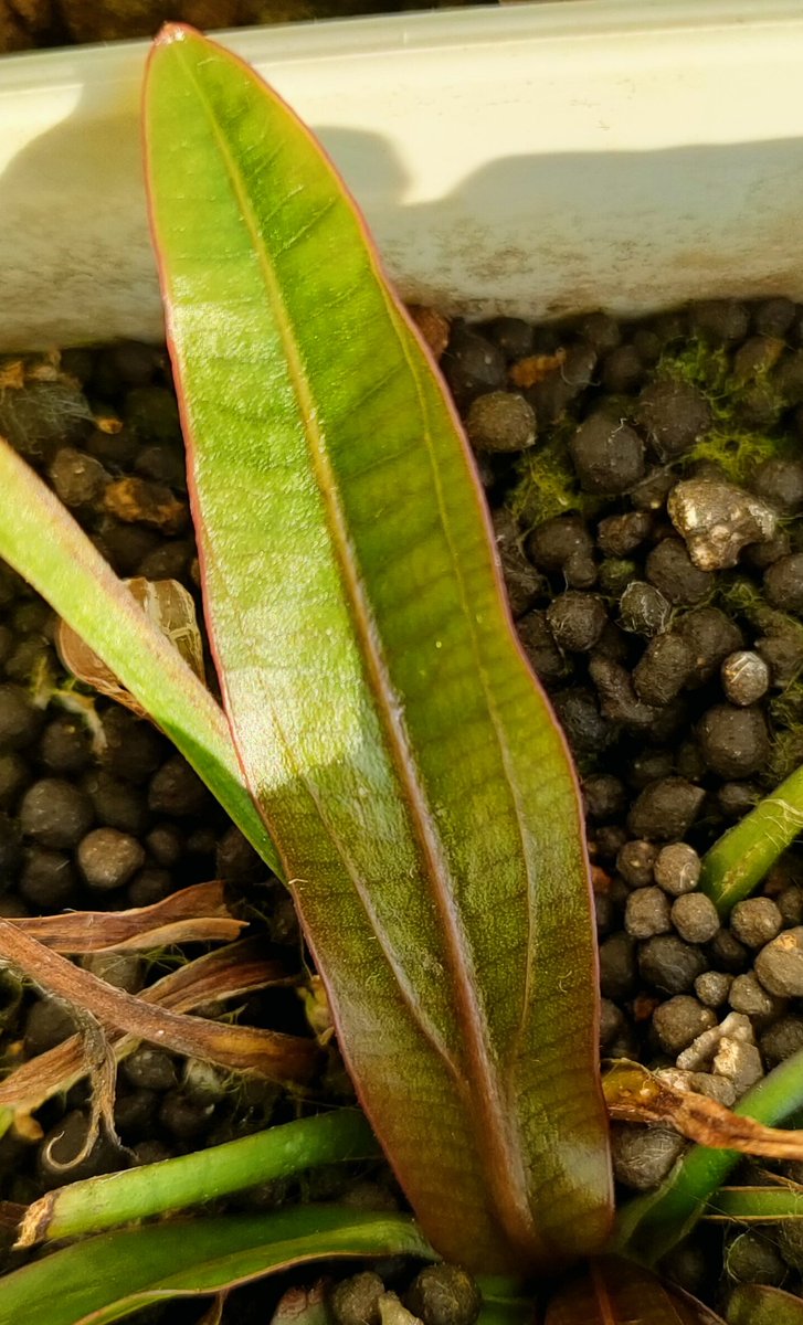 ホレマニー オレンジ ② まさ on X