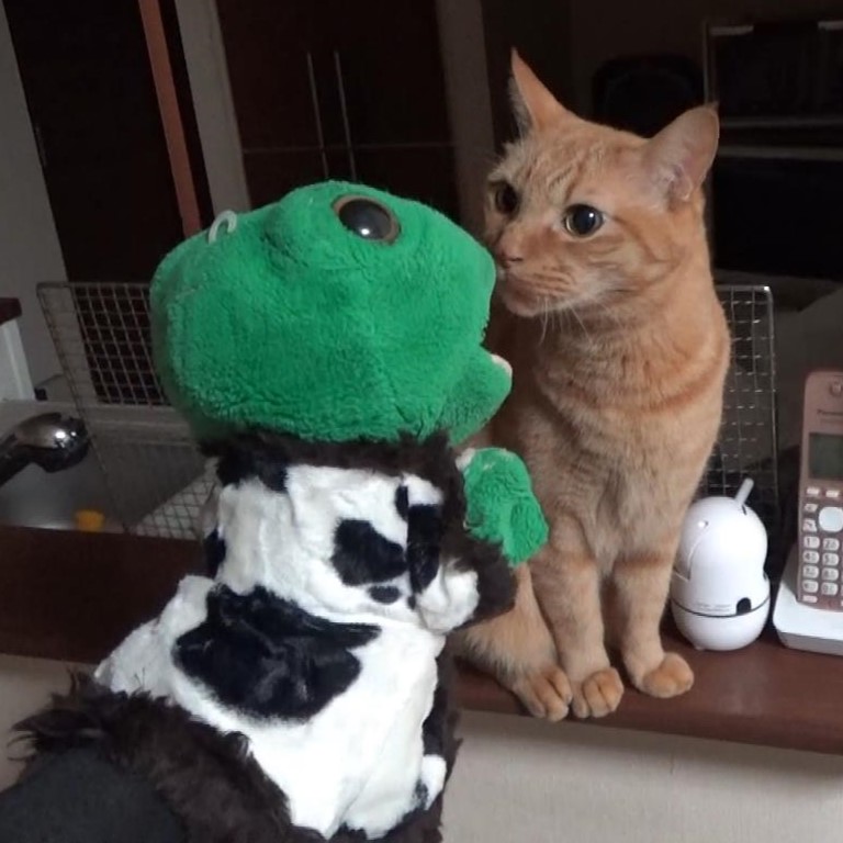 papeushikaeru's tweet image. 猫さんにコートを自慢するカエルくん