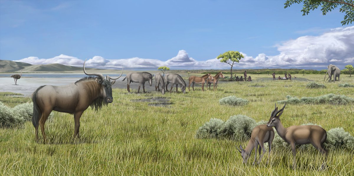 Por fin puedo mostraros la reconstrucción que hice en 2022 del yacimiento argelino de Ain Boucherit, para la exposición "Premiers habitants d'Algerie", del Museo Nacional del Bardo de Argel y el <a href="/CENIEH/">CENIEH</a>.

#fossilfriday #paleontology #paleoart