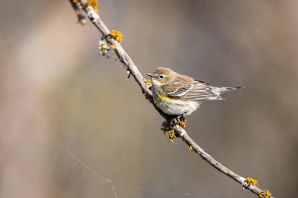 To clarify, the CEO explained: “For example, you buy a specific DeFi insurance at the point of transaction, like when you use a DEX or a bridge. You don’t come to Nayms for that, you buy from a primary insurer that focuses on that specific type of protection.
