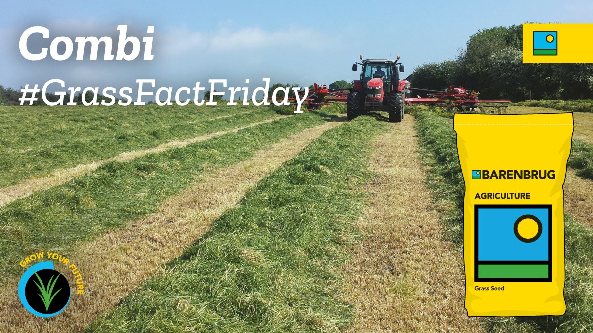 Barenbrug UK (@barenbruguk) on Twitter photo ๐ฑ#GrassFactFriday #Combi! ๐ฑ
Our regionally tailored, flexible mix for both cutting and grazing - now with a Scottish composition for 2025! ๐ด๓ ง๓ ข๓ ณ๓ ฃ๓ ด๓ ฟ
โข Intermediate heading dates: Early growth and easy quality management
โข Flexible & resilient: Persistent, high-yielding, and ๐ฑ#GrassFactFriday #Combi! ๐ฑ
Our regionally tailored, flexible mix for both cutting and grazing - now with a Scottish composition for 2025! ๐ด๓ ง๓ ข๓ ณ๓ ฃ๓ ด๓ ฟ
โข Intermediate heading dates: Early growth and easy quality management
โข Flexible & resilient: Persistent, high-yielding, and