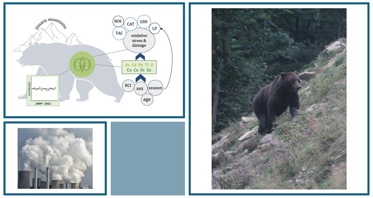 CarpathianB's tweet photo. Brown bears are good indicators of environmental pollution. Our study investigates the effects of heavy metals on kidney health and oxidative balance. Such biomonitoring is crucial within the One Health concept. Learn more: https://t.co/Qatwape5dr https://t.co/RS43TB6CQc