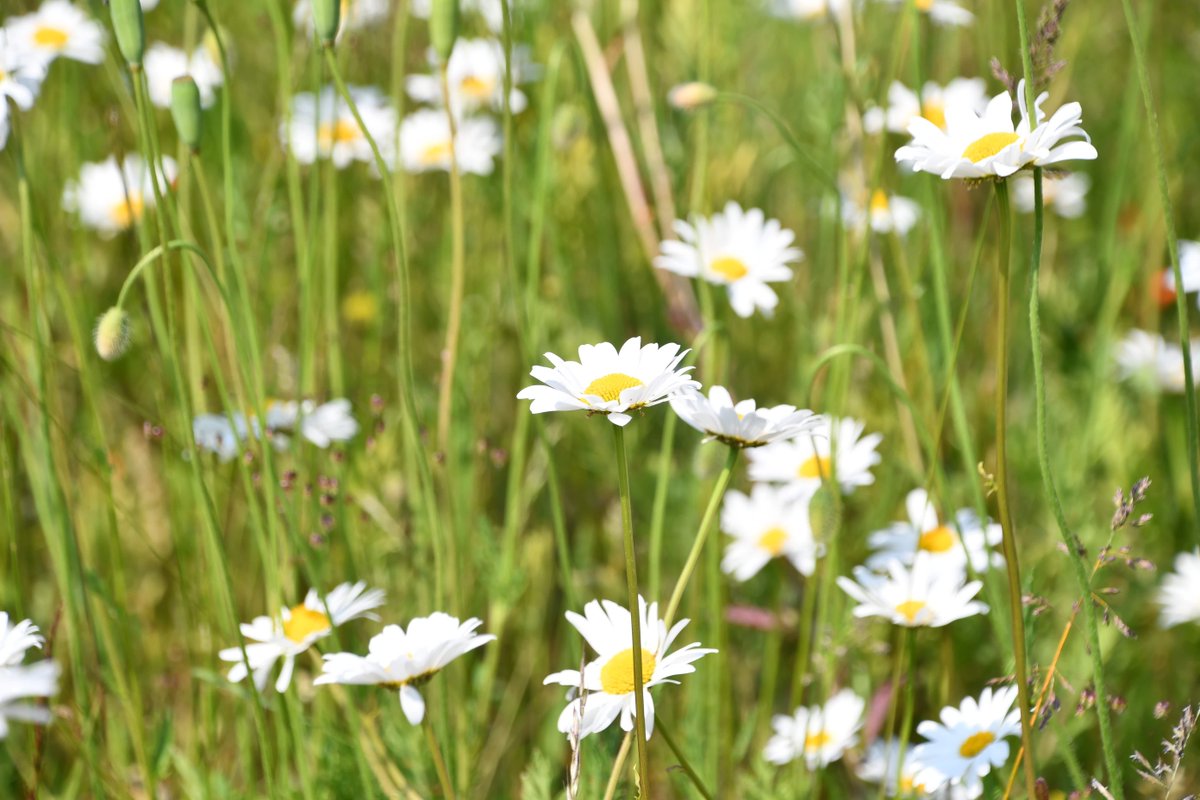 Tomorrow we’ll be at the Natural History Museum in London for the 2024 British and Irish Botanical Conference.🌸 

This sold-out event has a selection of talks and exhibits, so if you’re attending, come and say hello to us at our exhibition stand to learn about our latest courses