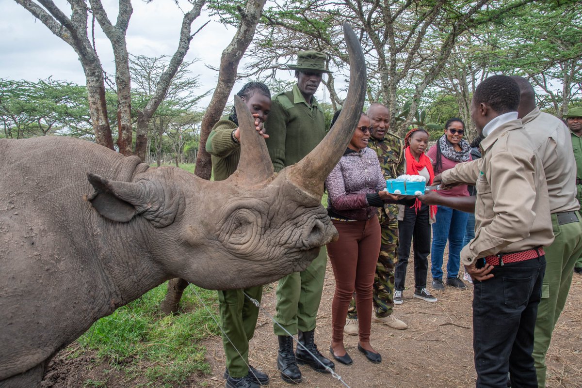 Baraka’s Birthday Party! Join us in celebrating Baraka, an extraordinary ambassador for his species! Known for his gentle nature and curiosity, Baraka plays a key role in fostering a deep connection between humans and wildlife. 

Thread 👇
