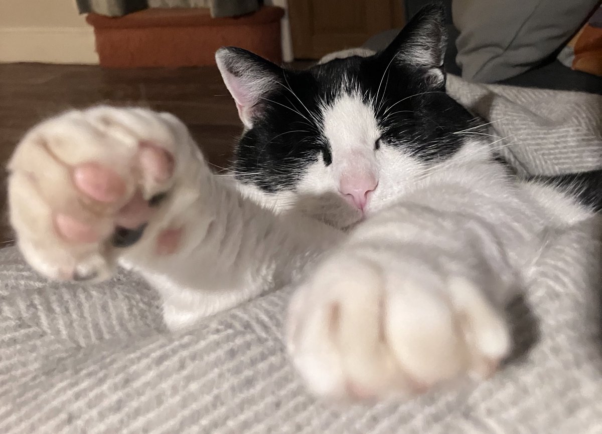 It’s been nearly 4 years since <a href="/CatsProtection/">Cats Protection</a> dropped off Maxipuss (The Great Demander of Treats, Seeker of the Lap, Destroyer of the Carpet on the Bottom Stair, and Mightiest Miaowler). In honour of this and his 8th Birthday here’s a photo of him taking a nap, mid-stretch.