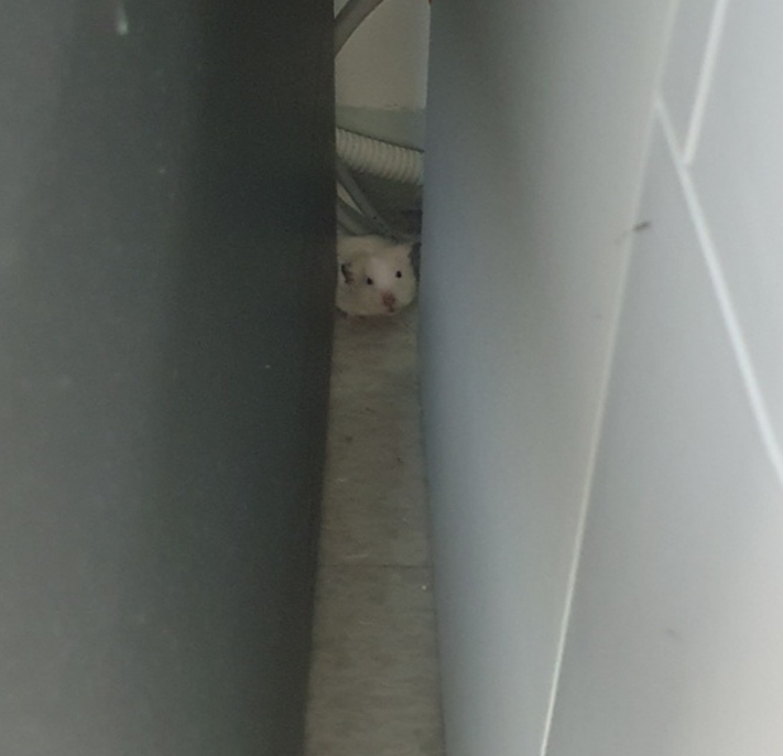 H2artBTC's tweet photo. Great escape… failed... 😔 

Got caught between the fridge and the water purifier… Guess I’ll have to wait for my next chance to break free. 🐹✨ 

#MissionFailed #DeLife #DeSci https://t.co/595MGAaLjf