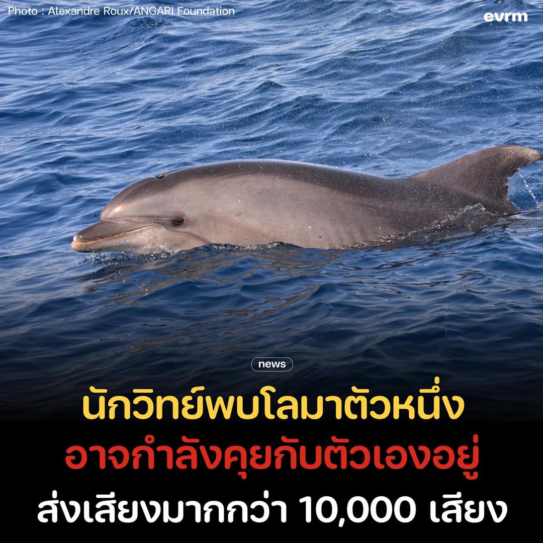 environmanth's tweet photo. น้องก็เหงาเป็น นักวิทยาศาสตร์พบโลมาในทะเลบอลติกตัวหนึ่ง ‘คุยกับตัวเอง’ ซึ่งอาจเป็นสัญญาณว่ามันกำลังเหงา โดดเดี่ยว และพยายามร้องหาเพื่อน ๆ

โดยทั่วไปแล้วโลมาปากขวด (Tursiops truncatus) นั้นเป็นสัตว์สังคมที่อาศัยอยู่รวมกันเป็นฝูง ทว่าในเดือนกันยายน 2019 นักวิทยาศาสตร์ก็พบความผิดปกติ เมื่อโลมาตัวหนึ่งที่คนในท้องถิ่นเรียกว่า ‘เดลล์’ เริ่มว่ายวนเวียนอยู่ในช่องแคบ Svendborgsund ที่อยู่ทางตอนใต้ของเกาะฟูเนน ประเทศเดนมาร์ก

ซึ่งเป็นพื้นที่นอกอาณาเขตปกติของโลมปากขวด กระนั้นก็ไม่พบโลมาตัวอื่น มีเพียงตัวนี้ตัวเดียว นักวิทยาศาสตร์จึงตัดสินใจศึกษามันด้วยการวางอุปกรณ์บันทึกเสียงใต้น้ำเพื่อดูว่าการมีอยู่ของโลมาตัวนี้ ส่งผลกระทบอย่างไรต่อปลาหรือสิ่งต่าง ๆ ในท่าเรือ

“ด้วยความอยากรู้อยากเห็น ฉันจึงตัดสินใจเพิ่มเครื่องบันทึกเสียงที่สามารถบันทึกได้จริง ๆ” Olga Filatova นักชีววิทยาสัตว์จำพวกวาฬและโลมาจากมหาวิทยาลัยเซาเทิร์นเดนมาร์ก กล่าว “ฉันคิดว่าเราอาจจะได้ยินหวีดในระยะไกลหรืออะไรทำนองนั้น แต่ไม่เคยคิดเลยว่าจะได้บันทึกเสียงที่แตกต่างกันเป็นพัน ๆ เสียง”

ตลอดช่วง 69 วันตั้งแต่วันที่ 8 ธันวาคม 2022 ถึงวันที่ 14 กุมภาพันธ์ 2023 Filatova ก็ได้ยินเสียงมากถึง 10,833 เสียงที่แตกต่างกันรวมถึงเสียงที่เกี่ยวข้องกับการสื่อสารในโลมา ทั้งเสียงหวีด เสียงพัลส์ เสียงโทนความถี่ต่ำ และเสียงคลิก ทั้งหมดได้รายงานไว้ในงานวิจัยที่เผยแพร่บนวารสาร Bioacoustics

ในบรรดาเสียงเหล่านี้ โลมาเดลล์ได้เปล่งเสียงหวีดที่เป็นเอกลักษณ์ 3 เสียง นักวิทยาศาสตร์ถือว่าเสียงนี้เป็นเหมือนเสียงประจำตัวที่ไม่ซ้ำกันในโลมาแต่ละตัวคล้ายกับ ‘ชื่อ’ ของมนุษย์ ซึ่งหมายความต่อไปว่า เดลล์ เหมือนกำลัง ‘เรียกชื่อ’ โลมา 3 ตัวที่แตกต่างกัน

“หากไม่ทราบว่าเดลล์อยู่ตัวเดียว เราก็อาจสรุปได้ว่าโลมาอย่างน้อย 3 ตัวกำลังมีปฏิสัมพันธ์ทางสังคมที่หลากหลายอยู่” Filatova อธิบาย ในตอนแรกทีมวิจัยคิดว่าโลมาอาจกำลังพยายามสื่อสารกับคนที่พายแพดเดิลบอร์ดอยู่ แต่ในกลางคืนมันก็ส่งเสียงเช่นเดียวกัน ดังนั้นจึงตัดประเด็นนี้ออกไป

ผู้เชี่ยวชาญคนอื่น ๆ กล่าวว่า โลมาตัวนี้อาจกำลังพูดกับตัวเอง หรืออาจเป็นเสียงที่ไม่ได้ตั้งใจซึ่งเกิดจากอารมณ์บางอย่าง ไม่ก็เป็นเหตุผลอื่น ๆ ที่เรายังไม่รู้ เนื่องจากโลมาเป็นสัตว์ที่ส่งเสียงเก่งและใช้เสียงในชีวิตประจำวันอย่างมาก บางที เดลล์ กำลังส่งเสียงร้องหาโลมาตัวอื่น ๆ

“แม้จะดูไม่น่าเป็นไปได้ก็ตาม” Filatova กล่าว “เขา (เดลล์) ใช้เวลาอยู่ในบริเวณนั้นมา 3 ปีแล้ว และน่าจะรู้แล้วว่าไม่มีโลมาตัวอื่นอยู่ที่นั่น”

Thea Taylor ผู้จัดการของโครงการ Sussex Dolphin Project ซึ่งไม่ได้มีส่วนร่วมในการศึกษานี้ให้ความเป็นว่า การศึกษาเสียงร้องที่แตกต่างกันเหล่านี้อาจช่วยให้เราเข้าใจโลมามากขึ้นก็เป็นไปได้ ซึ่งมีอีกมากให้เรียนรู้

“สิ่งนี้เกิดคำถามมากมายว่าเราสามารถศึกษาการสื่อสารของโลมา เพื่อทำความเข้าใจเกี่ยวกับพฤติกรรมและอารมณ์ของพวกมันในป่าได้มากขึ้นหรือไม่?” เธอ กล่าว “เรายังต้องเรียนรู้อีกมากก่อนที่จะเข้าใจอย่างถ่องแท้ว่าเหตุใดโลมาจึงเปล่งเสียงต่าง ๆ ออกมา”

ที่มา
-tandfonline.com
-livescience.com
Photo: Alexandre Roux/ANGARI Foundation