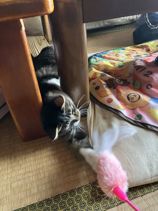 台と台の脚の間からたまとる強者… 