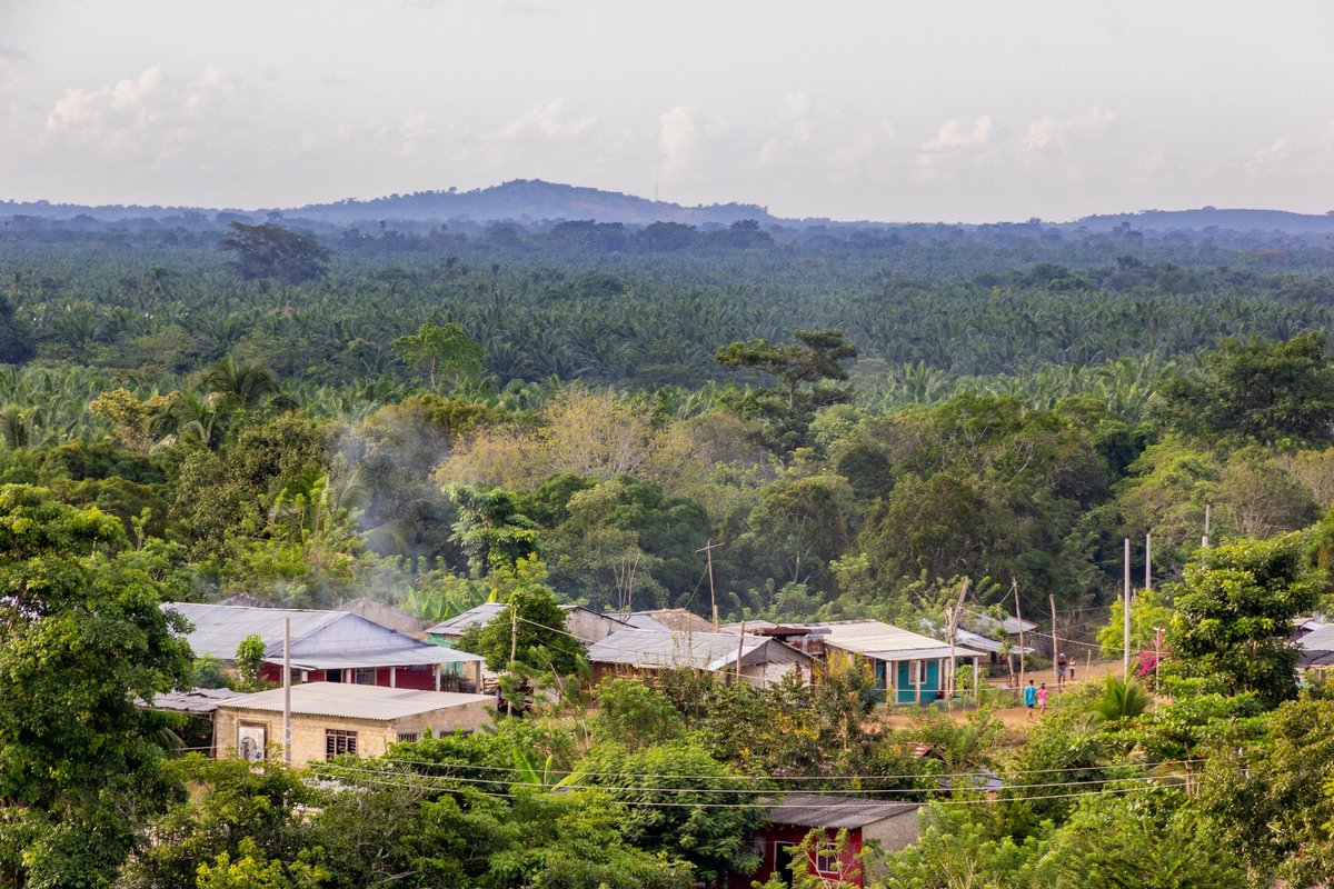 #Colombia

Black &amp; peasant communities in Montes de María lodge #RSPO complaint re Colombian #PalmOil giant <a href="/OleofloresSAS/">Oleoflores S.A.S</a>

The complainant's grievances are in response to years of #HumanRights abuses &amp; environmental damages by the palm oil conglomerate

🔍forestpeoples.org/en/black-commu…