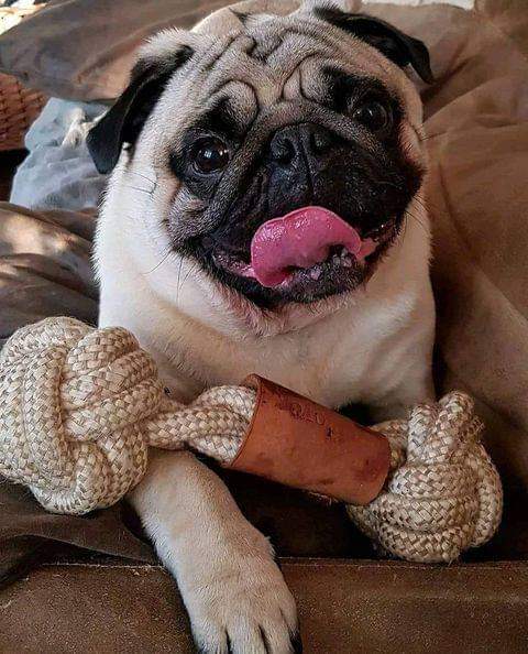 CromInu_sol's tweet photo. Gm fam #crom $crom #pugislife https://t.co/D9SQ3p4uzt