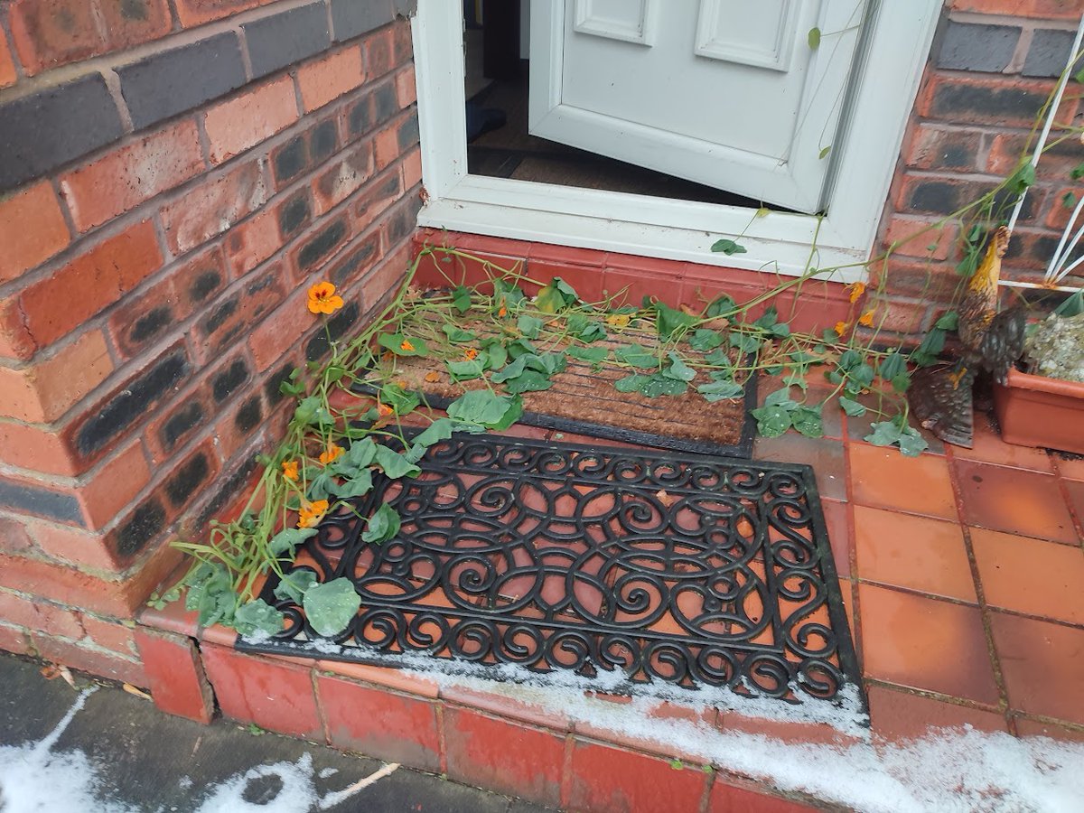 A week ago my rampant, self-seeded door nasturtium was still thriving (and annoying the postman, probably).

The snow and ice has seen this plucky little summer survivor off. A solitary flower waves farewell! 🥶 👋😥
#gardenersworld