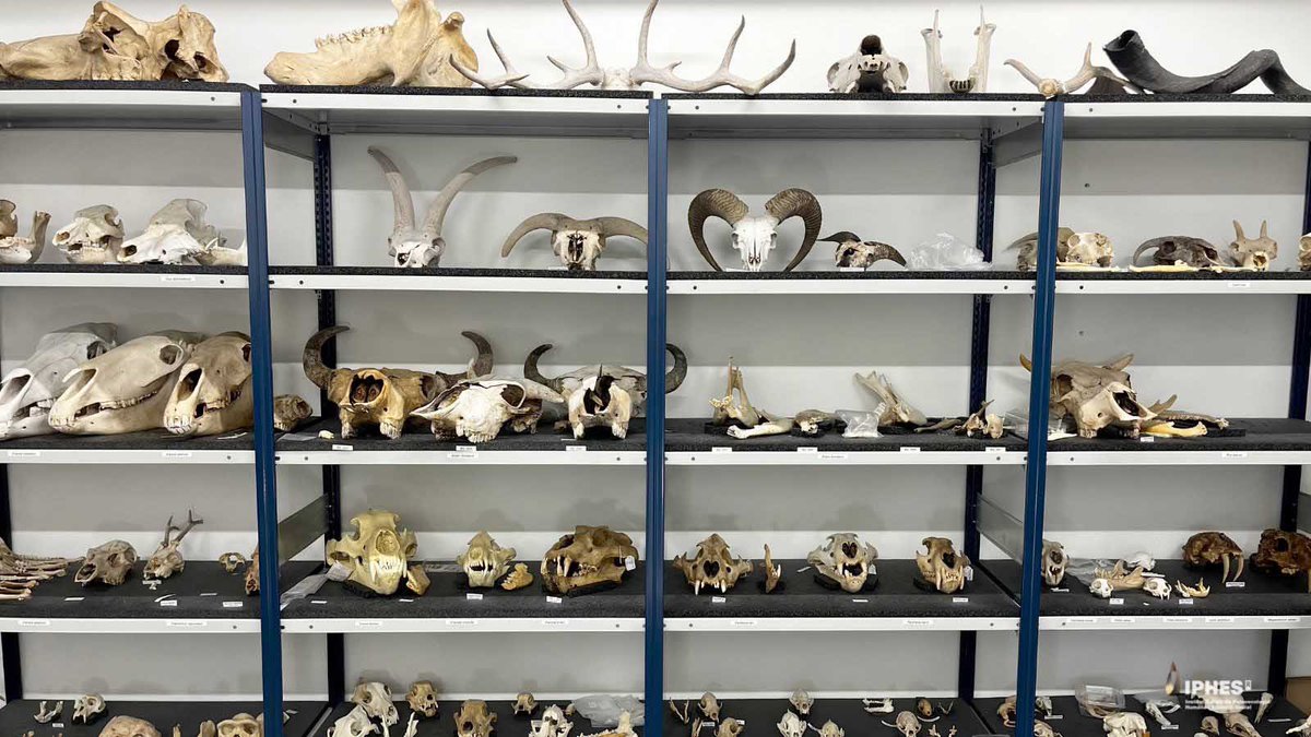 🗣️ Con el proyecto “Esqueletos en Línea-CORe” <a href="/FECYT_Ciencia/">FECYT</a> haremos accesible nuestra colección osteológica de referencia 🦴 🦷

💫 Digitalizaremos y compartiremos más de 30.000 restos con la comunidad científica y educativa internacional

🔗 Más info bit.ly/3V3wqMs