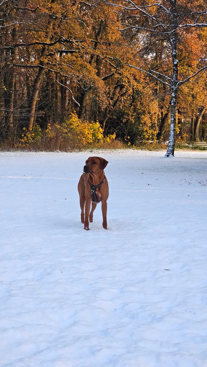 Fit of niet fit, mn beste vriend moet er toch uit.. maar wat prachtig vanochtend 😍