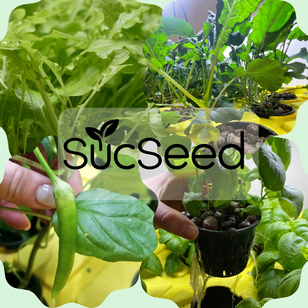 SucSeed (@sucseedcanada) on Twitter photo Interested in getting to know how hydroponic growing can work for your community? Email us at info@sucseed.ca and let us know how we can help you grow! 🌱 Interested in getting to know how hydroponic growing can work for your community? Email us at info@sucseed.ca and let us know how we can help you grow! 🌱