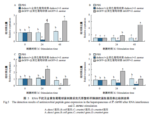 JSA_Journal's tweet photo. #Innateimmunemechanism of #duox1gene in #Procambarusclarkii against #Staphylococcusaureusinfection. 

Read #OpenAccess: https://t.co/L71jRtGtYj

#RNAinterference #antibacterialpeptidegenes @Science_Open https://t.co/Y59bcMYHiE