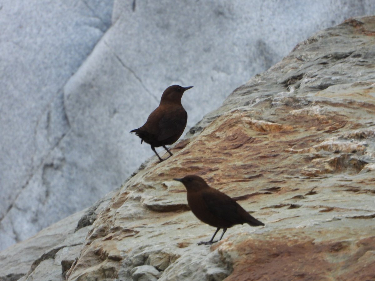 Hem Sagar Baral (@worshipnature) on Twitter photo Brown and White-throated Dippers, Nepal has 2 sps of the 5 in the world. Brown Dipper is a passerine actively looking for prey -submerged in water--has special adaptation! Dedicated to my PhD guru @SteveOrmerod and friend <a href="/SebinNature/">Seb Buckton</a> for their study on dippers around the world! Brown and White-throated Dippers, Nepal has 2 sps of the 5 in the world. Brown Dipper is a passerine actively looking for prey -submerged in water--has special adaptation! Dedicated to my PhD guru @SteveOrmerod and friend <a href="/SebinNature/">Seb Buckton</a> for their study on dippers around the world!