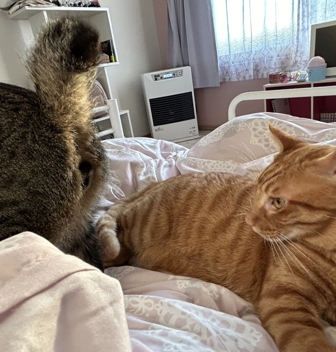 neconeco_0804's tweet image. 猫による猫の
『お尻の健康チェック📝』
#猫のいる暮らし　#茶トラ先生　#健康チェック　#良好