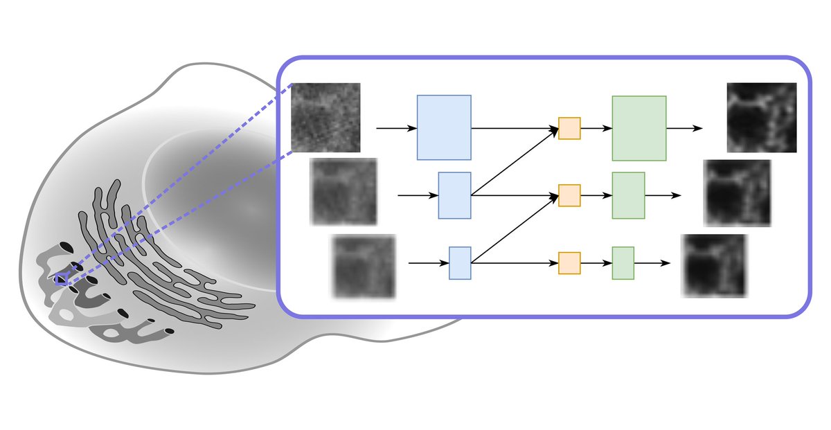 Center for Advanced Systems Understanding at HZDR (@casusscience) on Twitter photo If you missed this year's <a href="/eccvconf/">European Conference on Computer Vision #ECCV2026</a> (or you were too busy there), here's our long-read covering <a href="/RuiLiLi2022/">Rui Li</a>'s poster about a new #deeplearning architecture for computationally processing light #microscopy images. bit.ly/yakimovich_m-r… <a href="/ayakimovich/">Artur Yakimovich 🇺🇦☮️</a> <a href="/MishaKudryashev/">Misha Kudryashev 🔬 ❄🕊️</a> <a href="/MDC_Berlin/">Max Delbrück Center</a> If you missed this year's <a href="/eccvconf/">European Conference on Computer Vision #ECCV2026</a> (or you were too busy there), here's our long-read covering <a href="/RuiLiLi2022/">Rui Li</a>'s poster about a new #deeplearning architecture for computationally processing light #microscopy images. bit.ly/yakimovich_m-r… <a href="/ayakimovich/">Artur Yakimovich 🇺🇦☮️</a> <a href="/MishaKudryashev/">Misha Kudryashev 🔬 ❄🕊️</a> <a href="/MDC_Berlin/">Max Delbrück Center</a>
